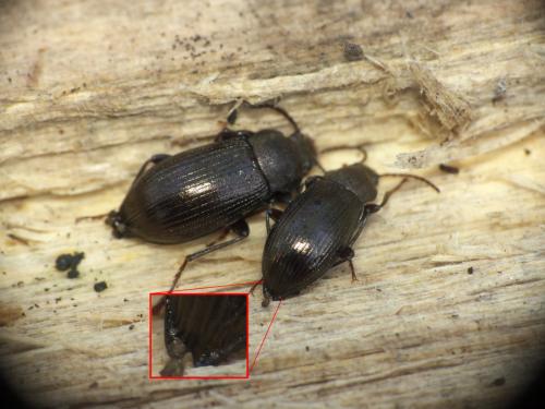 Réf. 281 101 : Stenomax aeneus